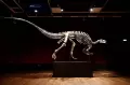 Kerangka Dinosaurus Barry Dilelang, Ditaksir Capai Rp19,6 Miliar