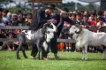 Festival Adu Ketangkasan Domba Garut