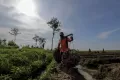 Yuk Intip Kesibukan Petani Bawang Merah di Brebes Jawa Tengah