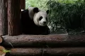 Berkunjung keTaman Nasional Panda Raksasa di Cina
