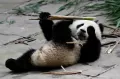 Berkunjung keTaman Nasional Panda Raksasa di Cina