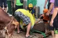 MNC Peduli Salurkan Hewan Kurban untuk Warga Kecamatan Menteng