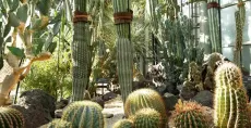 Ilmuwan Prediksi Ratusan Spesies Kaktus Terancam Punah
