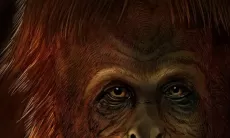 Ilmuwan Ungkap Jejak Orangutan Berukuran King Kong di Indonesia