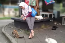 Fenomena Gerakan Street Feeding para Pecinta Kucing, Lebih dari Sekadar Memberi Makan si Meong