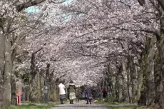 Viral! Diduga Wisatawan Indonesia Rusak Pohon Sakura di Jepang, Netizen: Malu-maluin Banget!