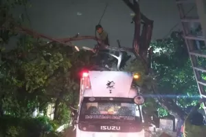 11 Pohon Tumbang, 1 Menimpa Mobil Boks di Semper Timur