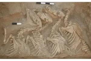 Arkeolog Temukan Kerangka Keledai Hibrid Pertama dari 4.500 Tahun Lalu