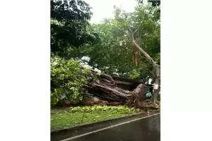 Hujan Disertai Angin Kencang di Bogor, Pohon Tumbang hingga Gardu Listrik Meledak