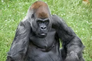 Legenda Kebun Binatang Atlanta, Ozzie Gorila Jantan Tertua di Dunia Mati