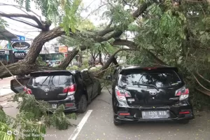 Pohon Besar Tumbang, 2 Mobil Rusak Berat di Serpong