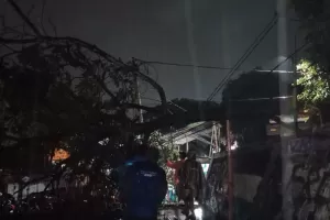 Pohon Tumbang Timpa Kabel Listrik di Ciputat, Percikan Api Bikin Panik Warga