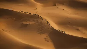 Dikenal Sebagai Gurun Pasir Terpanas dan Terbesar, Ini Satwa yang Hidup di Sahara
