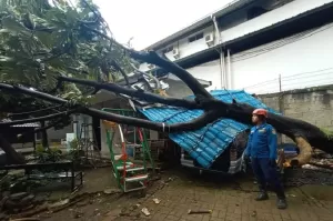 Bogor Dilanda Hujan Angin, Pohon Tumbang Timpa Mobil dan Bangunan di Citeureup