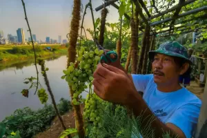 Budidayakan Anggur, Pemkot Jakarta Timur Targetkan Panen Raya Oktober 2022