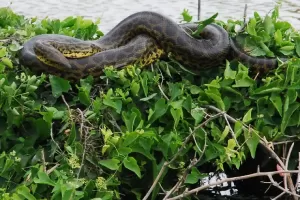 Ini 4 Jenis Anaconda di Alam Liar, Benarkah Suka Memangsa Manusia?