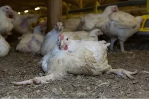 Inggris Ciptakan Monster Ayam Frankenchickens untuk Industri Makanan