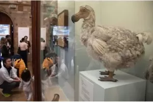Ilmuwan Akan Bangkitkan Kembali Burung Dodo dari Kematian