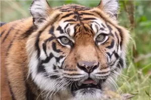 Leanne, Harimau Sumatera yang Anggun Meninggal di San Fransisco