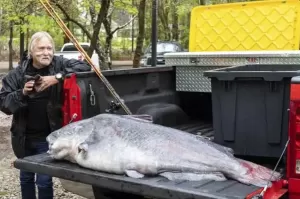 Bertarung 40 Menit, Nelayan AS Taklukkan Ikan Lele Raksasa di Sungai Mississippi