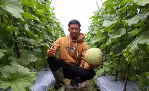 Dapat Dukungan Kementan, Petani Milenial Asal Tanah Laut Sukses Budidaya Melon
