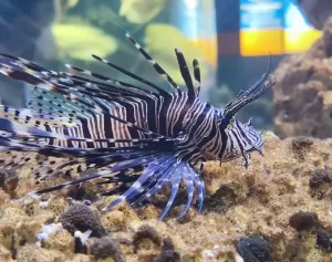 7 Fakta Unik Lionfish, Ikan Cantik Beracun yang Justru Jadi Hama