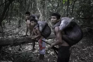 Tempat Berburu Terus Menciut, Suku Awa Terancam Hilang dari Amazon