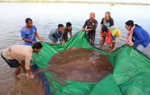 Ukuran Ikan Air Tawar Terbesar di Mekong, Kalahkan Rekor Lele Seberat 293 Kg