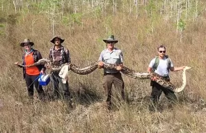 Ular Piton Betina Terbesar Berkeliaran di Florida, Panjang 5 Meter dan Berat 97 Kg