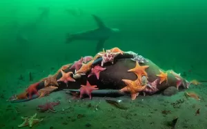 Foto Eksotik, Kawanan Bintang Laut Melahap Singa Laut di Dasar Laut California