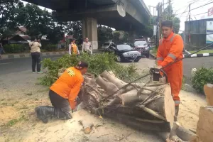 Diterjang Angin, Dua Pohon Besar di Kota Bogor Tumbang