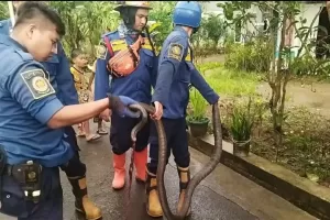 Ngeri! Ular King Kobra Sepanjang 3 Meter Masuk Kamar Warga di Bogor