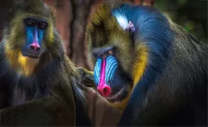 4 Monyet Terbesar di Dunia, Nomor 2 Terancam Punah