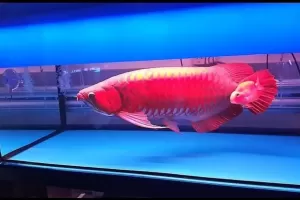 Bisnis Ikan Hias Perlu Ketekunan, Ini Kiat Merawat Arwana Super Red Biar Cuan