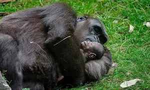 4 Gorila Terbesar di Dunia, Ada yang Mencapai 390 kg