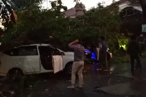 Hujan Deras, Pohon Tumbang Timpa 3 Mobil di Bogor