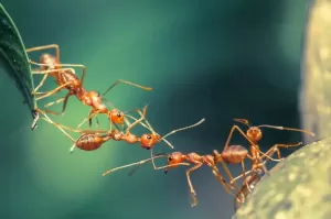 Terungkap, Jumlah Populasi Semut di Muka Bumi Mencapai 20 Kuadriliun