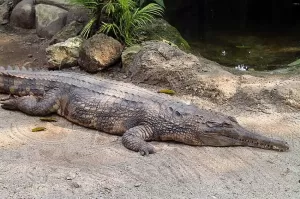 4 Jenis Buaya yang Dilindungi di Indonesia, Nomor 2 Lebih Besar dari Aligator