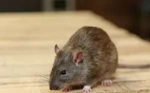 Ini 5 Penyakit yang Dapat Ditularkan oleh Tikus Selain Leptospirosis