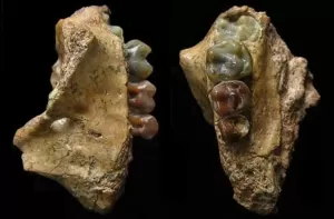Penemuan Fosil Siamang Paling Awal Berusia 2 Juta Tahun, Bantu Jelaskan Teori Evolusi