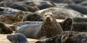 Rusia Selidiki Kematian Misterius 2.500 Anjing Laut