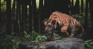 Ilmuwan Pastikan Teknologi CMR yang Bisa Buktikan Keberadaan Harimau Jawa