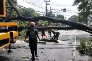 Jakarta Diguyur Hujan Deras, BPBD DKI: Banjir Nihil dan 1 Pohon Tumbang di Lebak Bulus