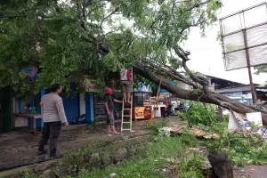 Pohon Mati Setinggi 20 Meter Tumbang dan Timpa  Ruko di Bekasi