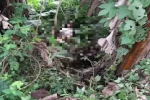 Remaja Perempuan 14 Tahun di Bogor Ditemukan Lemas Dalam Semak-semak