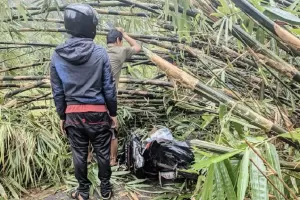 Tertimpa Rumpun Bambu Roboh, Pengendara Motor di Bogor Terluka