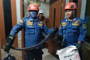Dikira Suara Gas, Warga Temukan Ular Kobra 1 Meter di Bogor