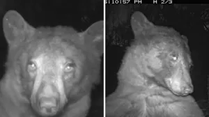 Sabotase CCTV, Beruang Ini Selfie 400 Kali dalam Semalam
