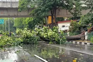 Hujan Badai di Jakarta, BPBD: 14 Pohon Tumbang dan 4 Orang Terluka
