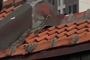 Ular Sanca 4 Meter Merayap di Atap Rumah Warga di Cilincing